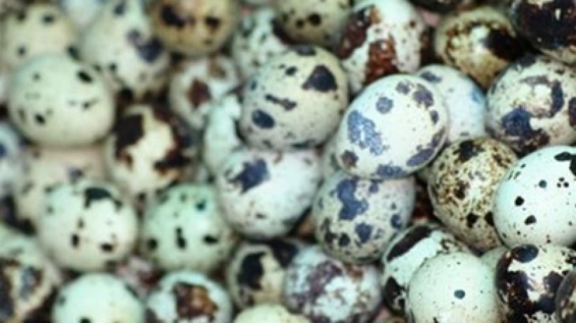 Trucos Chefsins: pochar huevos de codorniz