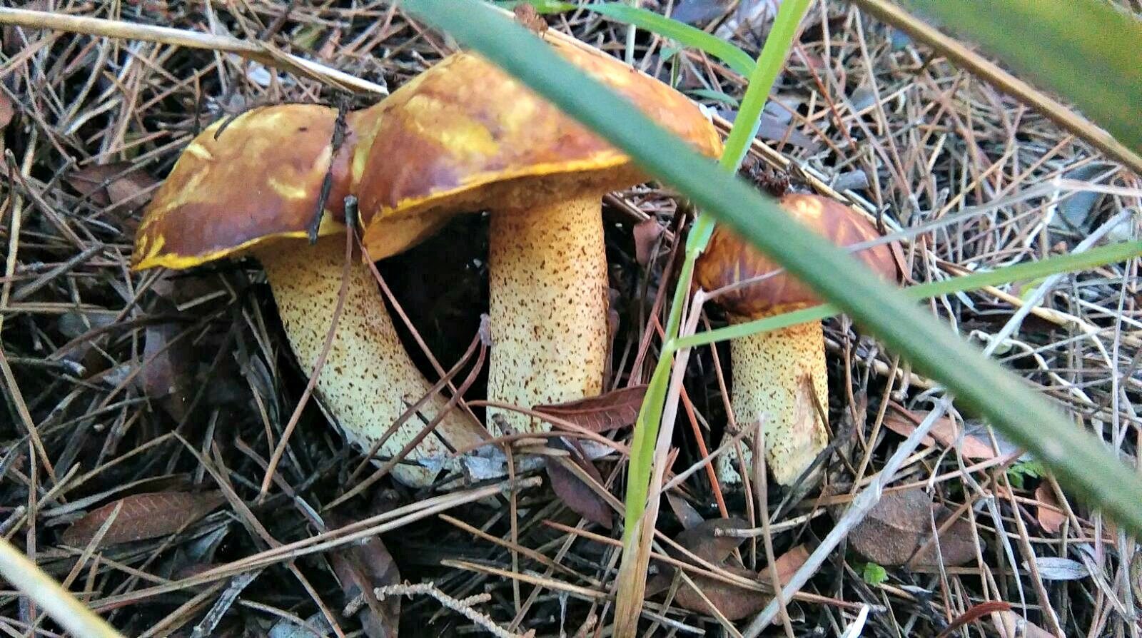 Bolets d'en Benet Vicens